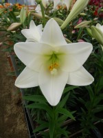 [5147 Bright Tower 18 ST No02.JPG]